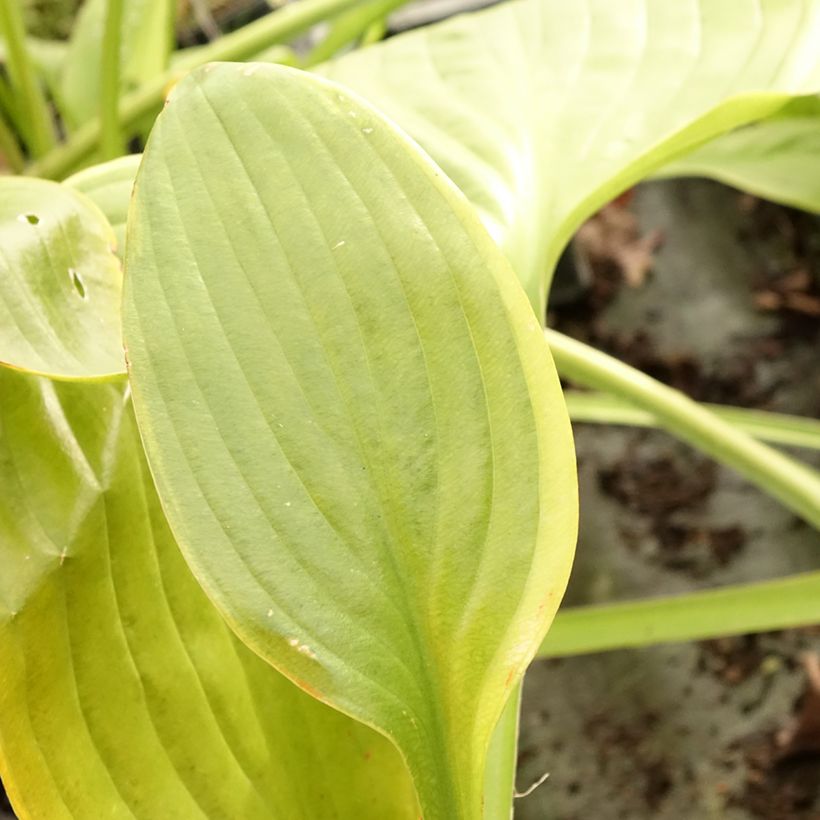 Hosta UFO - Hartlelie (Blad)