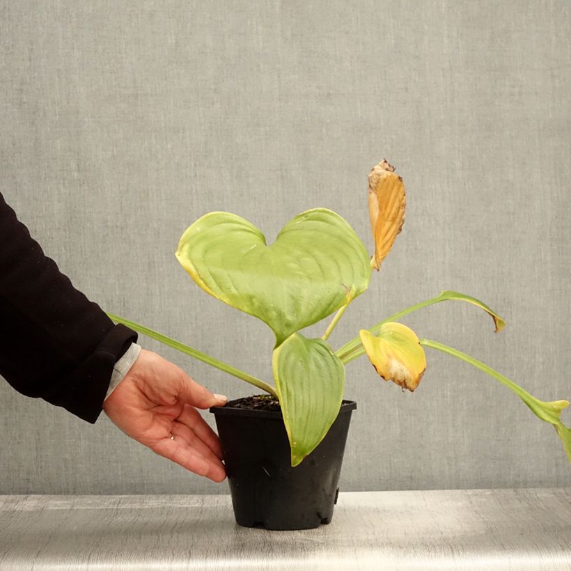 Exemplaar van Hosta UFO - Hartlelie Pot van 1,5 l/2 l zoals geleverd in de herfst