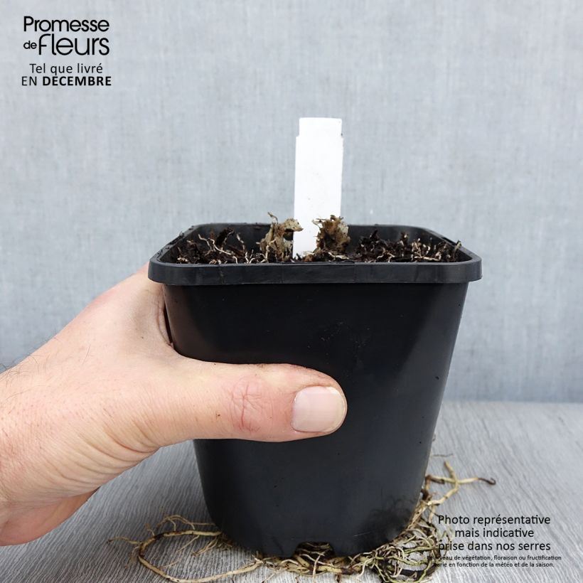 Example of Hosta UFO Pot van 1,5 l/2 l as you get in hiver