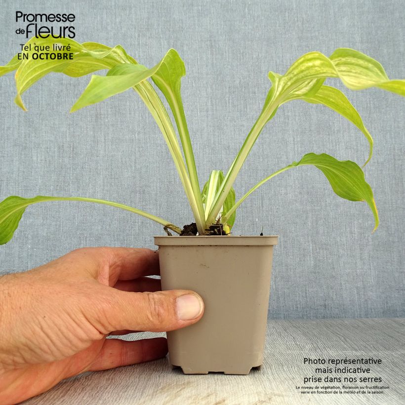 Exemplaar van Hosta undulata Mediovariegata - Hartlelie Kweekpotje van 8/9 cm zoals geleverd in de herfst
