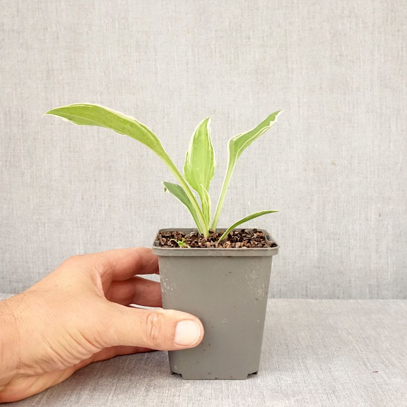 Exemplaar van Hosta undulata albomarginata - Hartlelie Kweekpotje van 8/9 cm zoals geleverd in de herfst