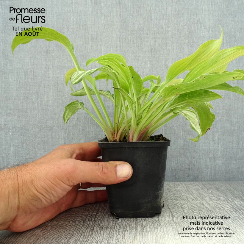Exemplaar van Hosta undulata var univittata - Hartlelie Kweekpotje van 8/9 cm zoals geleverd in de zomer