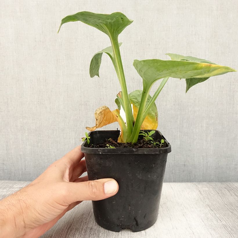 Exemplaar van Hosta Victor - Hartlelie Pot van 1,5 l/2 l zoals geleverd in de zomer