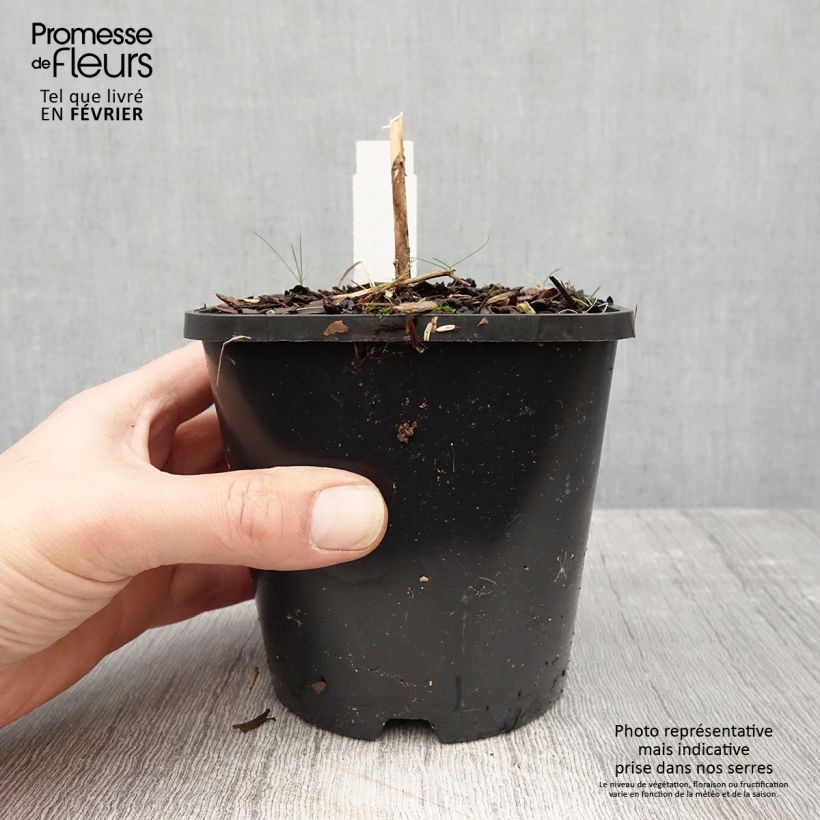 Example of Hosta Waterslide - Hartlelie Pot van 1,5 l/2 l as you get in hiver