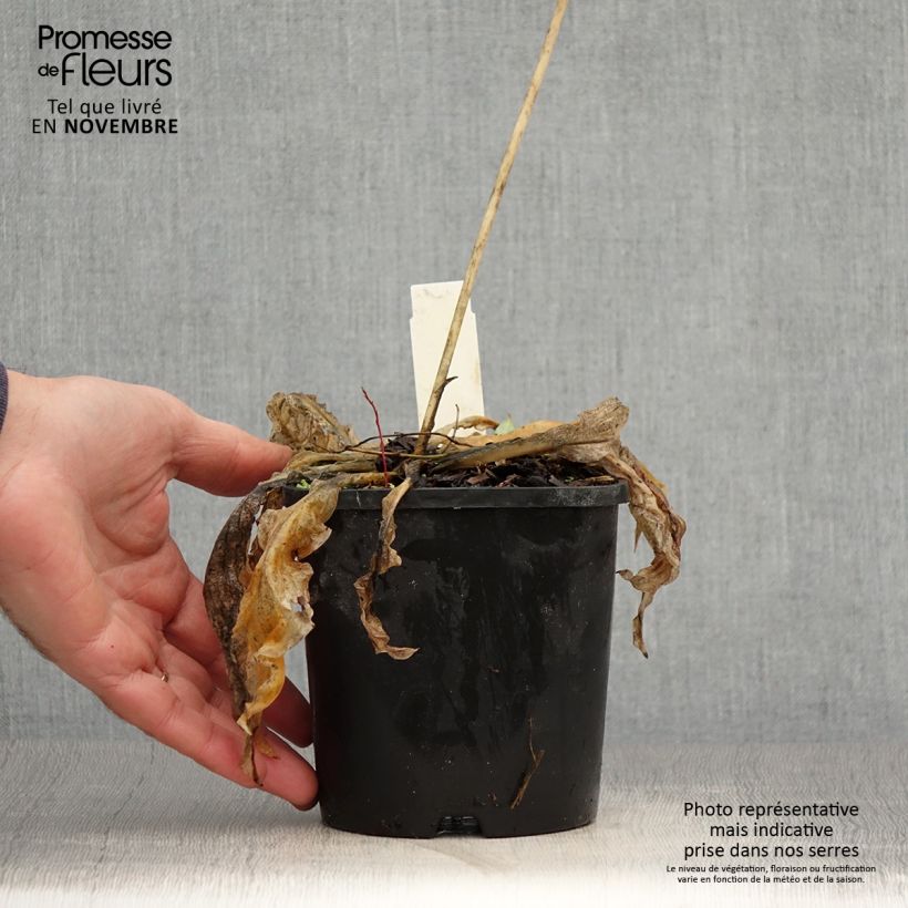 Exemplaar van Hosta Wheee! - Hartlelie Pot van 1,5 l/2 l zoals geleverd in de herfst