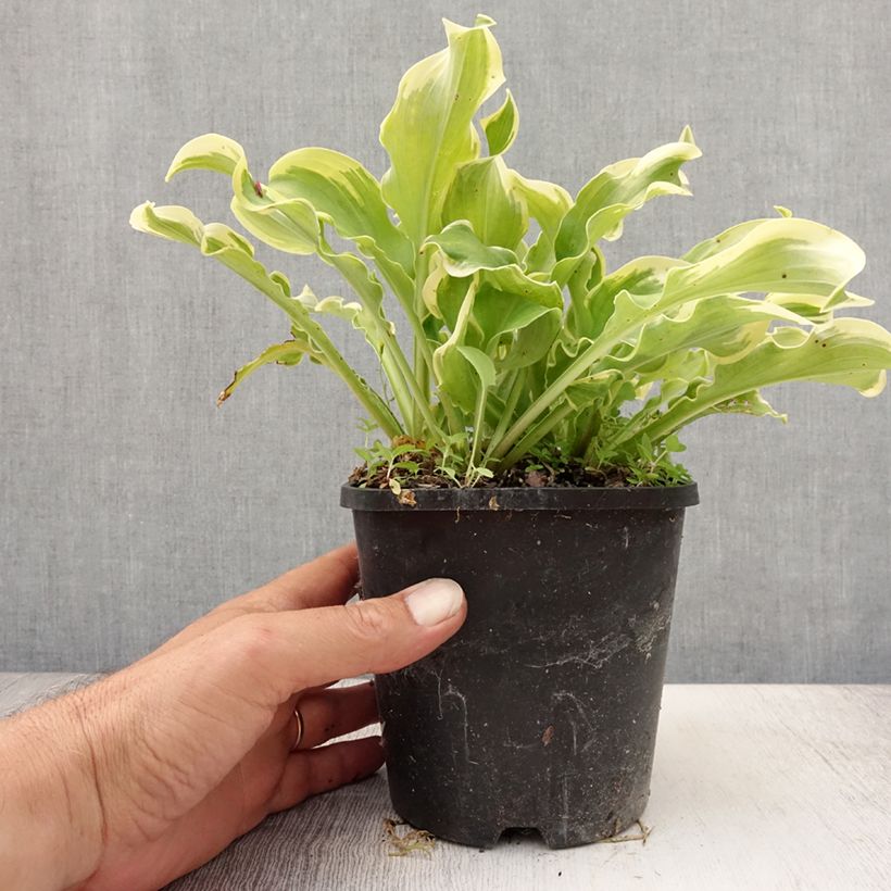 Exemplaar van Hosta Wheee! - Hartlelie Pot van 1,5 l/2 l zoals geleverd in de zomer