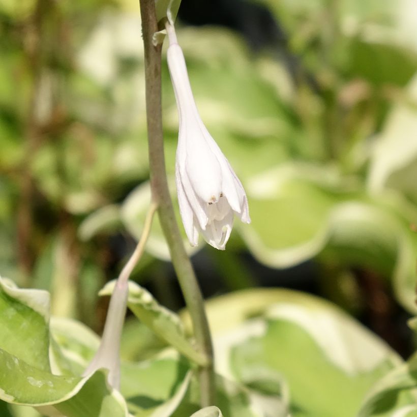 Hosta Wheee! - Hartlelie (Bloei)