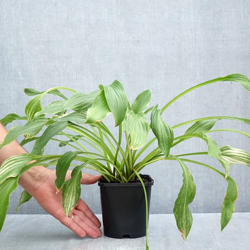 Exemplaar van Hosta White Feather - Hartlelie Pot van 1,5 l/2 l zoals geleverd in de herfst