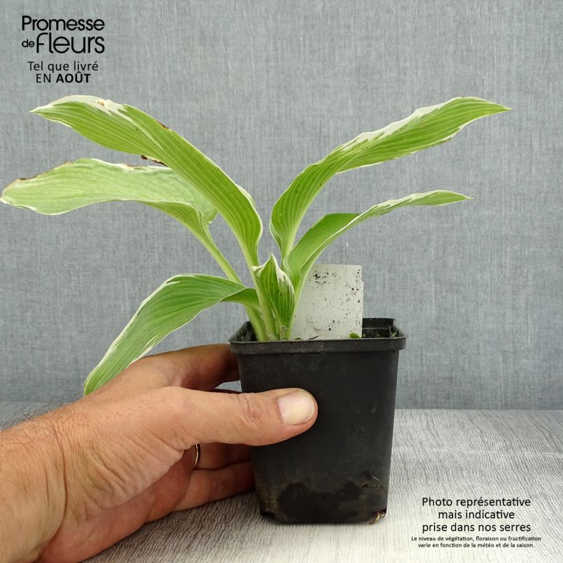 Exemplaar van Hosta White On - Hartlelie Kweekpotje van 8/9 cm zoals geleverd in de zomer