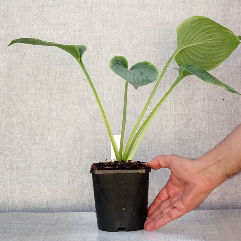 Exemplaar van Hosta Wu-La-La - Hartlelie Pot van 1,5 l/2 l zoals geleverd in de zomer
