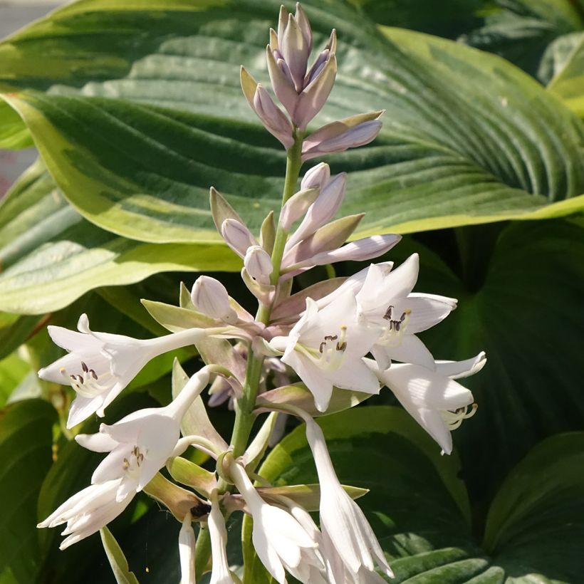 Hosta Wu-La-La - Hartlelie (Bloei)
