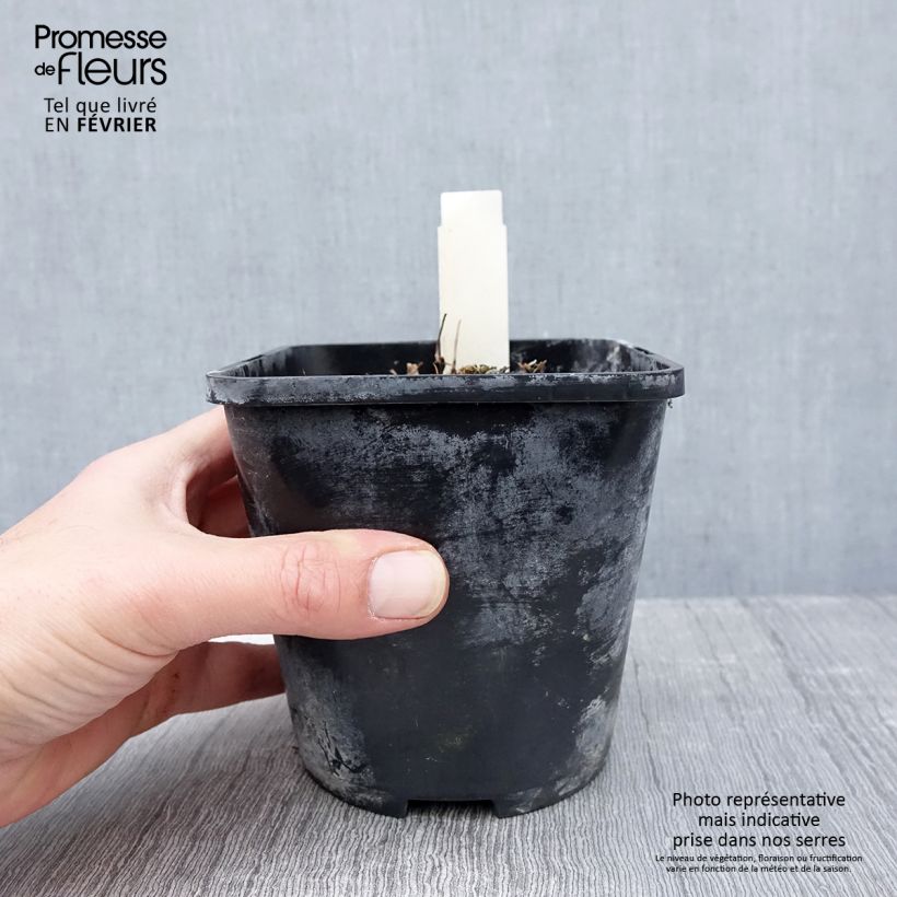 Example of Hosta Yellow Polka Dot Bikini - Hartlelie Pot van 1,5 l/2 l as you get in hiver