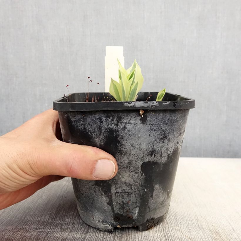 Exemplaar van Hosta Yellow Polka Dot Bikini - Hartlelie Pot van 1,5 l/2 l zoals geleverd in de lente