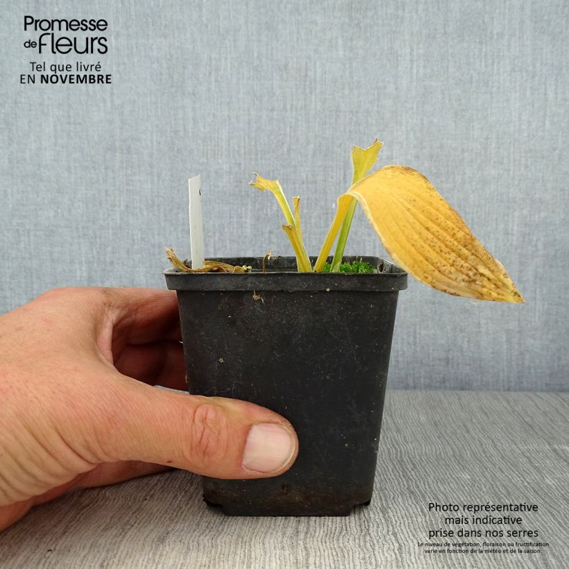 Exemplaar van Hosta Yellow Splash Rim - Hartlelie Kweekpotje van 8/9 cm zoals geleverd in de herfst