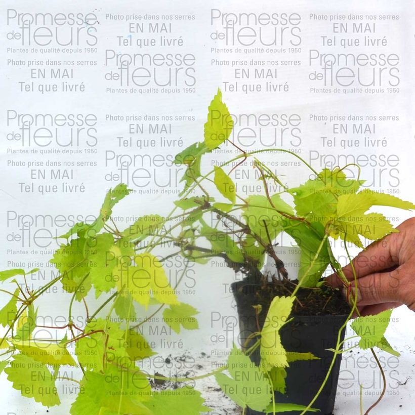 Example of Houblon doré - Humulus lupulus Aureus Kweekpotje van 8/9 cm as you get