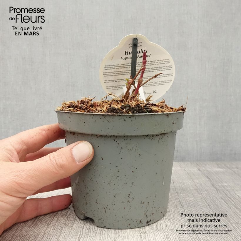 Exemplaar van Gouden hop Aureus - Humulus lupulus Pot van 1,5 l/2 l zoals geleverd in de lente