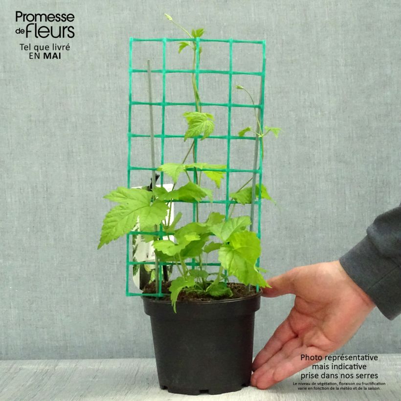 Exemplaar van Hop Echte brouwhop - Humulus lupulus Pot van 1,5 l/2 l zoals geleverd in de lente