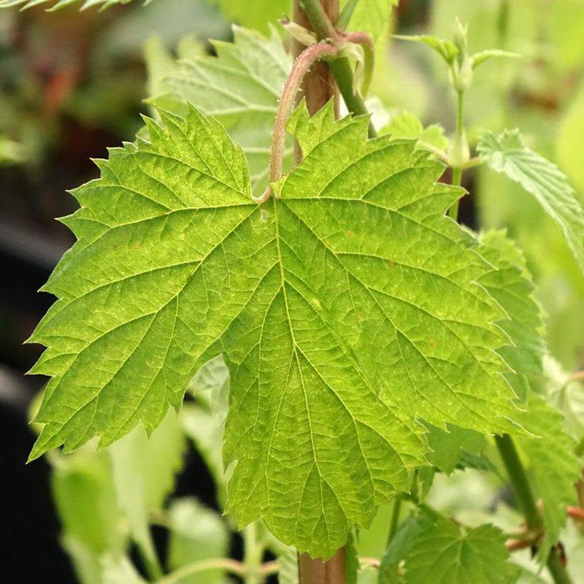 Hop Hallertauer Tradition - Humulus lupulus (Blad)