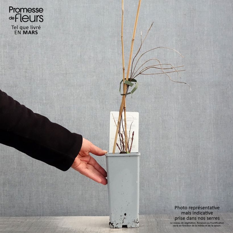 Exemplaar van Hop Hallertauer Tradition - Humulus lupulus Pot van 1,5 l/2 l zoals geleverd in de lente