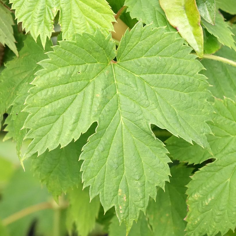 Hop Hersbrucker - Humulus lupulus (Blad)