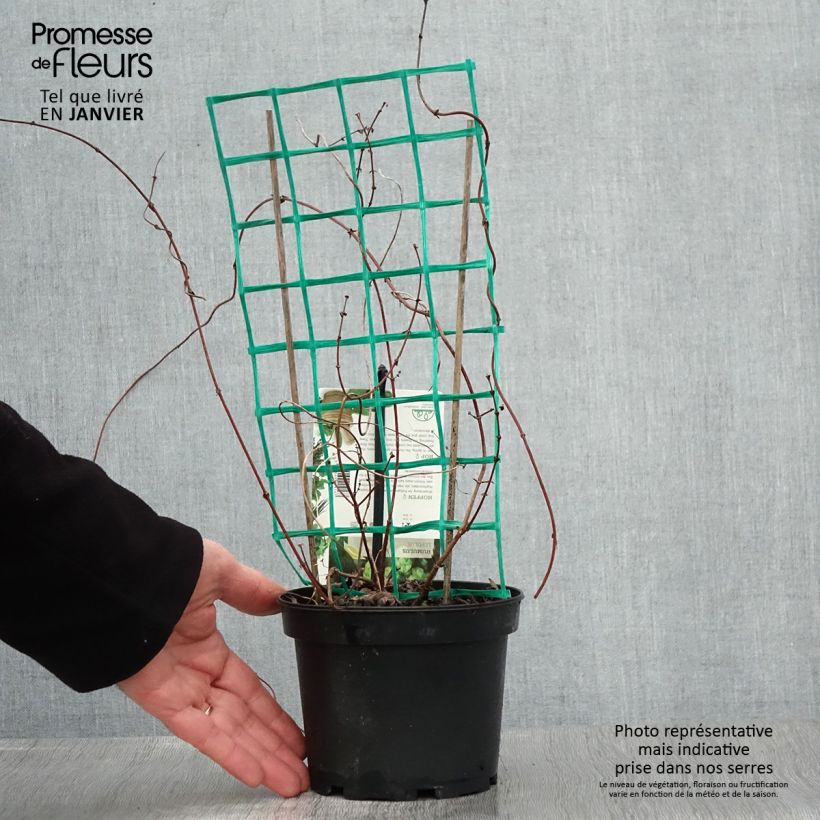 Example of Houblon - Humulus lupulus Hersbrucker Pot van 1,5 l/2 l as you get in hiver