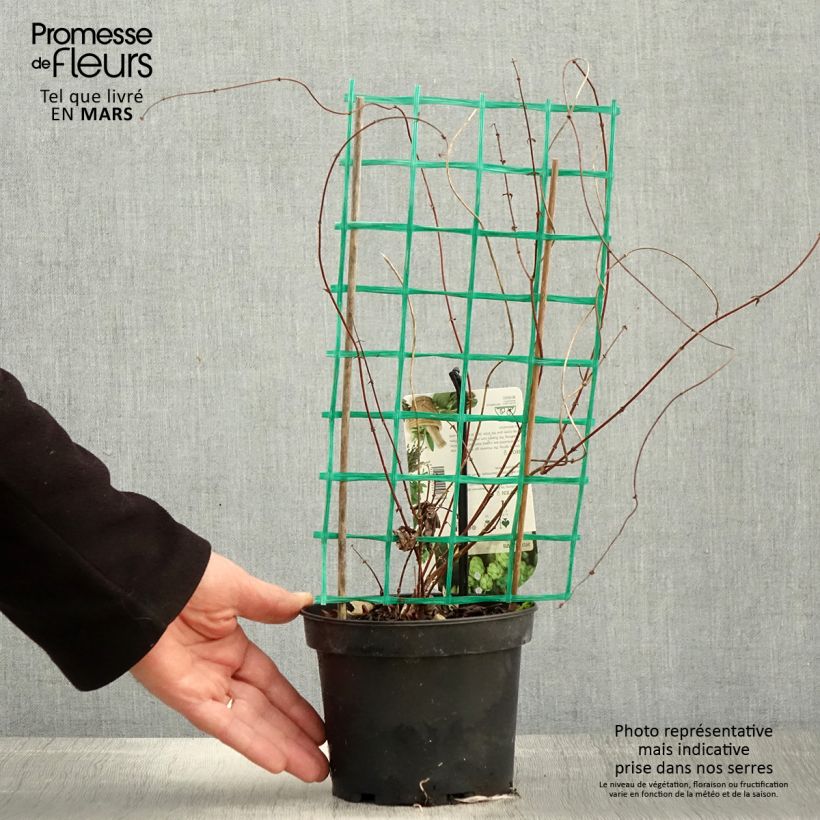 Exemplaar van Hop Hersbrucker - Humulus lupulus Pot van 1,5 l/2 l zoals geleverd in de lente