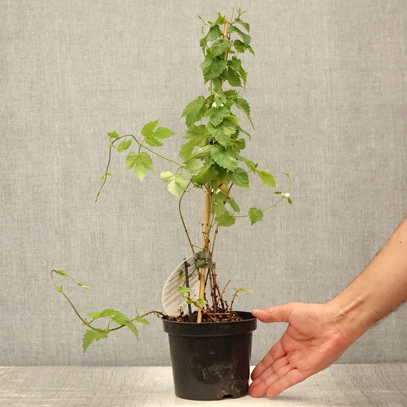 Exemplaar van Hop Prima Donna - Humulus lupulus Pot van 1,5 l/2 l zoals geleverd in de zomer