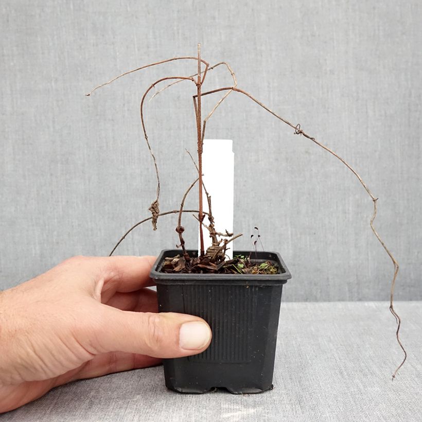 Exemplaar van Hop Jupiter - Humulus lupulus Kweekpotje van 7/8 cm zoals geleverd in de herfst