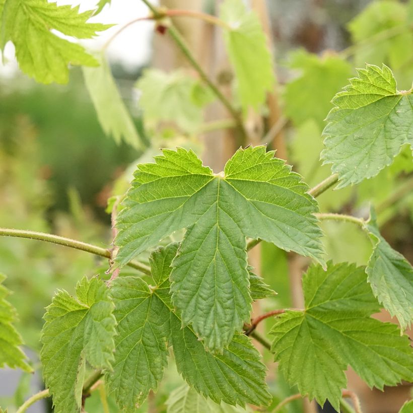 Hop Pure (vrouwelijke hop) - Humulus lupulus (Blad)