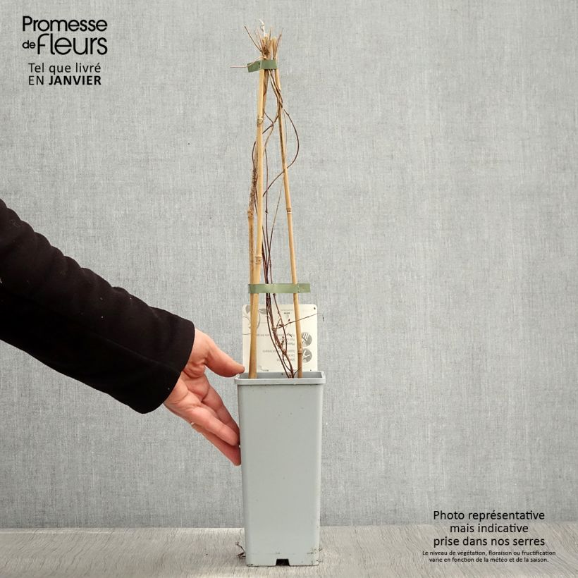 Example of Houblon femelle Pure - Humulus lupulus Pot van 1,5 l/2 l as you get in hiver