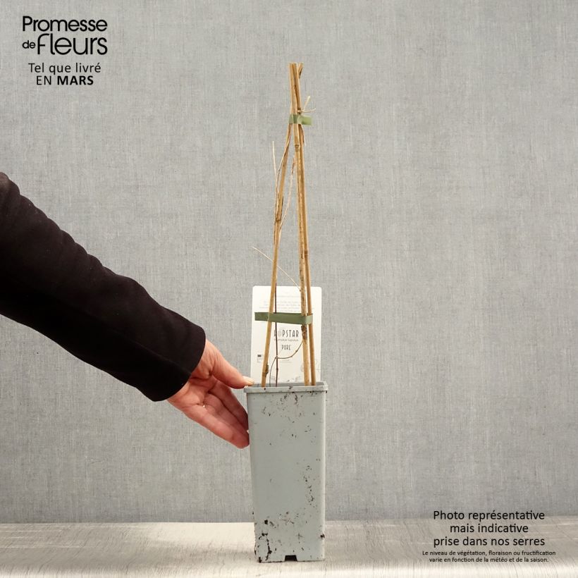 Exemplaar van Hop Pure (vrouwelijke hop) - Humulus lupulus Pot van 1,5 l/2 l zoals geleverd in de lente