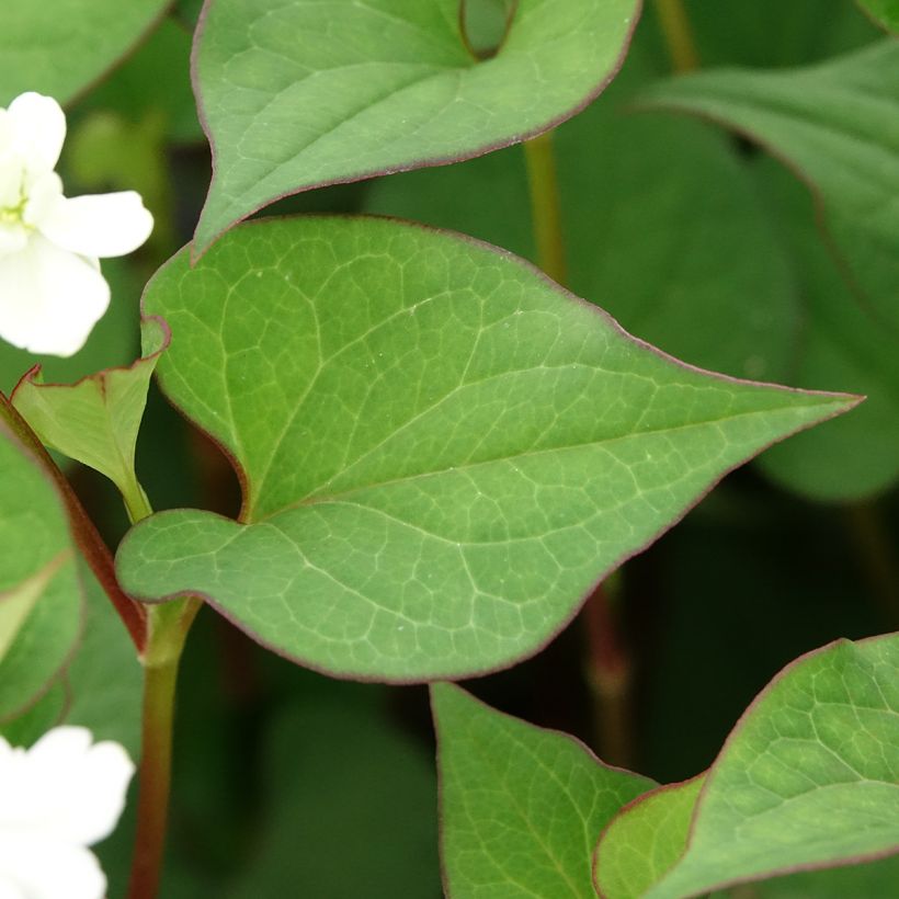 Houttuynia cordata - Moerasanemoon (Blad)