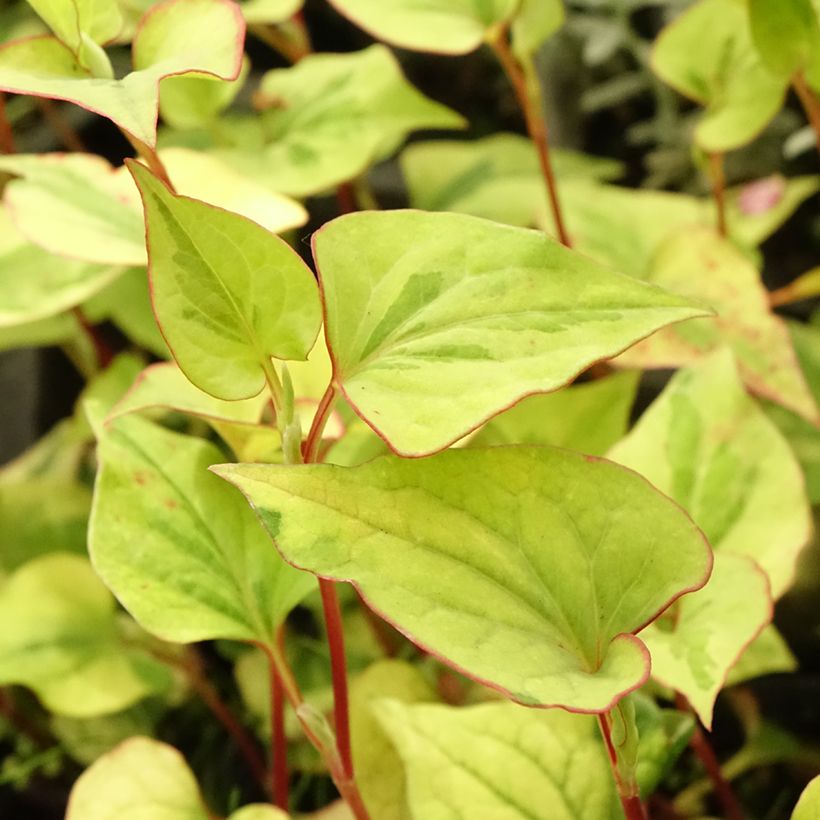 Houttuynia cordata - Moerasanemoon (Blad)