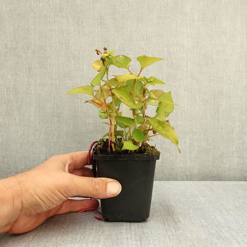Exemplaar van Houttuynia cordata Flore Pleno - Moerasanemoon Kweekpotje van 8/9 cm zoals geleverd in de zomer