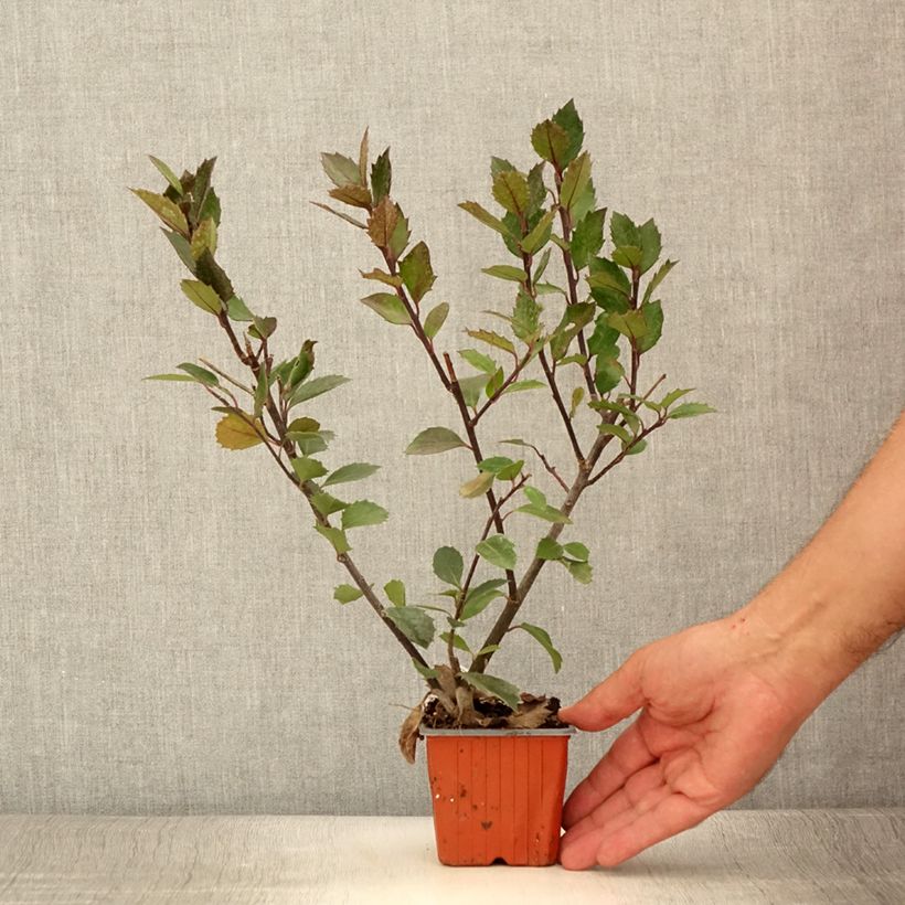Exemplaar van Ilex meserveae Heckenblau - Blauwe hulst Kweekpotje van 8/9 cm zoals geleverd in de zomer
