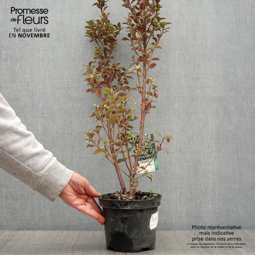 Exemplaar van Ilex meserveae Heckenstar - Blauwe hulst Pot van 2 l/3 l zoals geleverd in de herfst