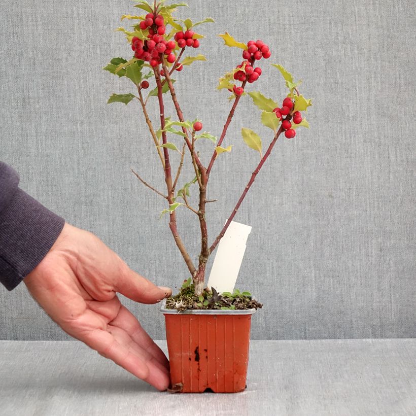 Exemplaar van Ilex meserveae Magical Amoro Rosso - Kastanjebladige hulst Kweekpotje van 8/9 cm zoals geleverd in de herfst