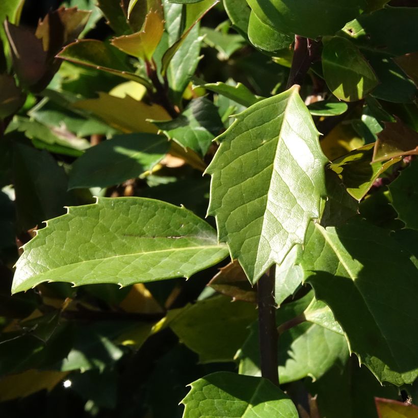 Ilex meserveae Heckenblau - Blauwe hulst (Blad)