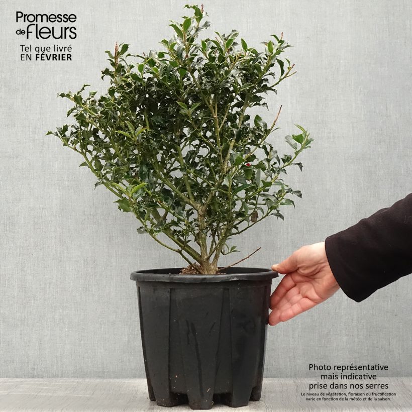 Example of Ilex aquifolium - Hulst Pot van 7,5 l/10 l as you get in hiver