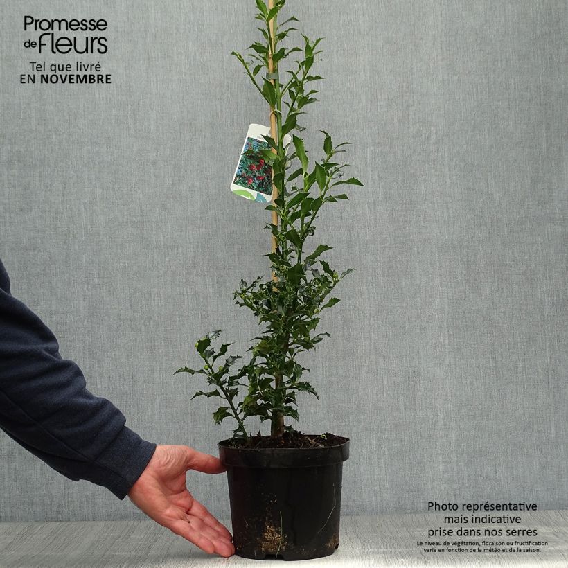 Exemplaar van Ilex aquifolium Alaska - Hulst Pot van 2 l/3 l zoals geleverd in de herfst
