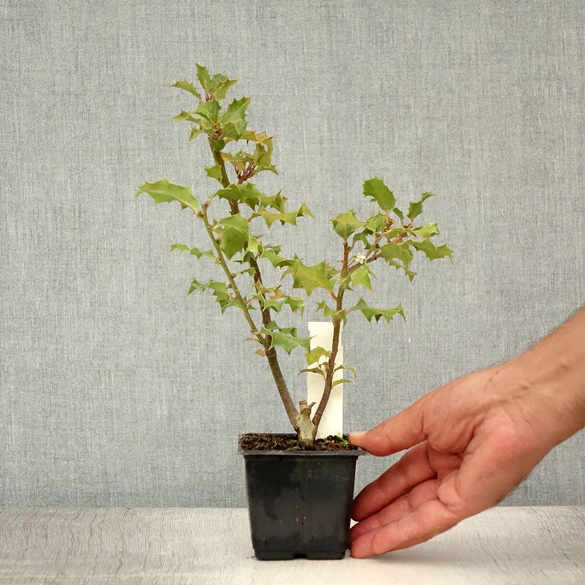 Exemplaar van Ilex aquifolium - Hulst Kweekpotje van 8/9 cm zoals geleverd in de zomer
