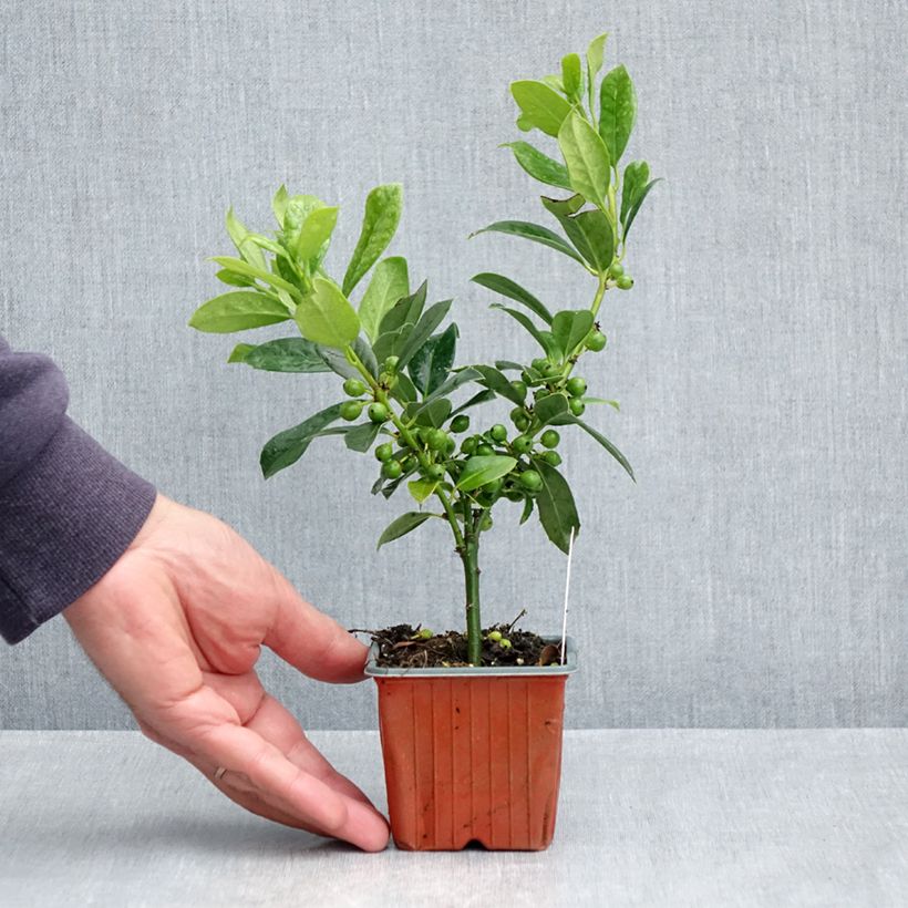 Exemplaar van Ilex aquifolium JC Van Tol - Hulst Kweekpotje van 8/9 cm zoals geleverd in de lente