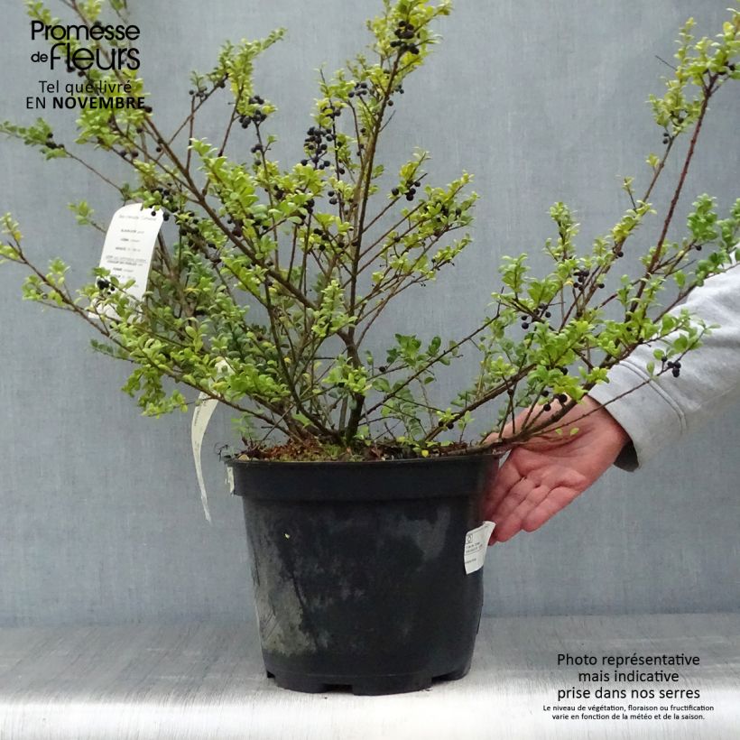 Exemplaar van Ilex crenata Convexa - Japanse hulst Pot van 7,5 l/10 l zoals geleverd in de herfst