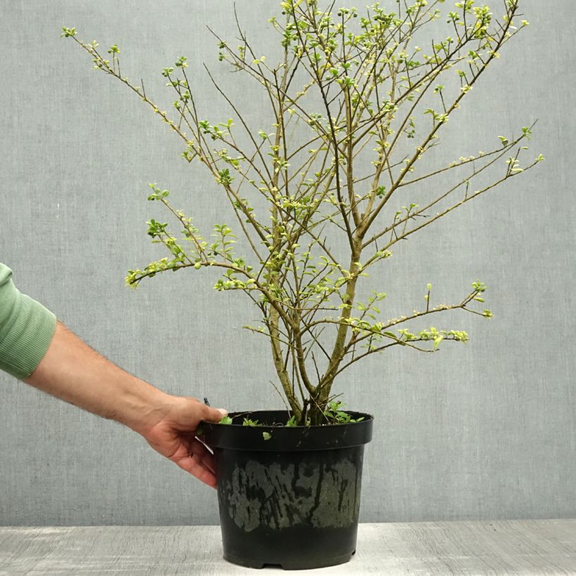 Exemplaar van Ilex crenata Convexa - Japanse hulst Pot van 7,5 l/10 l zoals geleverd in de zomer