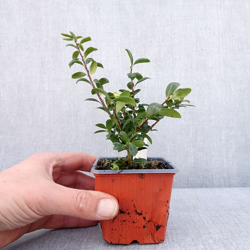 Example of Ilex crenata Convexa - Japanse hulst Kweekpotje van 8/9 cm as you get in hiver