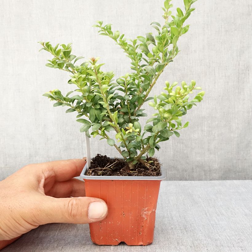 Exemplaar van Ilex crenata Convexa - Japanse hulst Kweekpotje van 8/9 cm zoals geleverd in de zomer