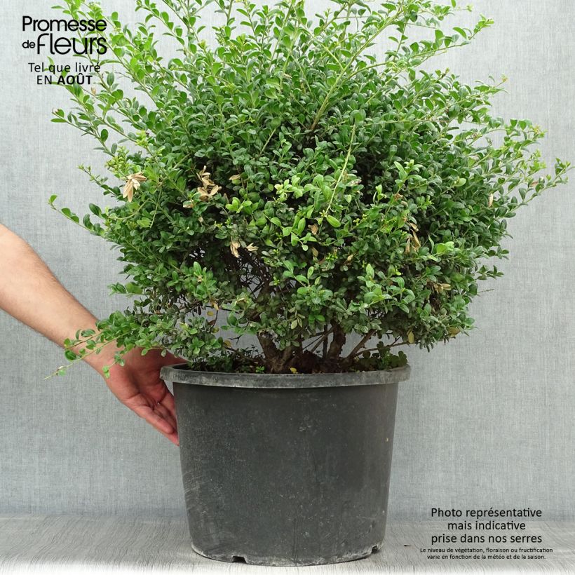 Exemplaar van Ilex crenata Convexa in bolvorm gevormd - Japanse hulst Pot van 7,5 l/10 l, Bolboom zoals geleverd in de zomer