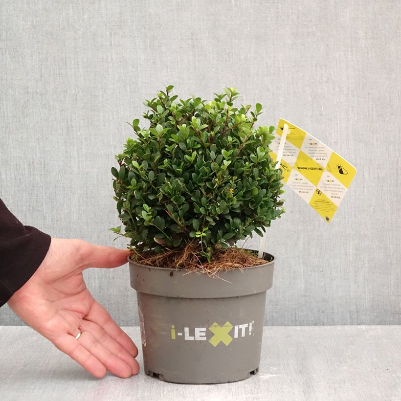Example of Ilex crenata Dark Green - Japanse hulst Pot van 2 l/3 l as you get in automne