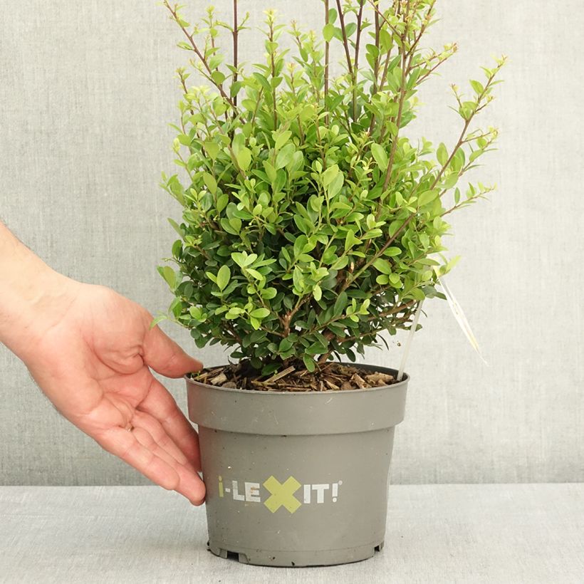 Exemplaar van Ilex crenata Dark Green - Japanse hulst Pot van 2 l/3 l, Bolboom zoals geleverd in de lente