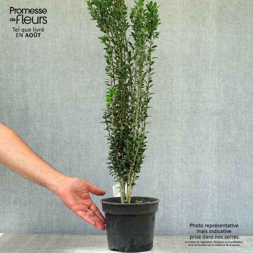 Exemplaar van Ilex crenata Fastigiata - Japanse hulst Pot van 3 l/4 l zoals geleverd in de zomer